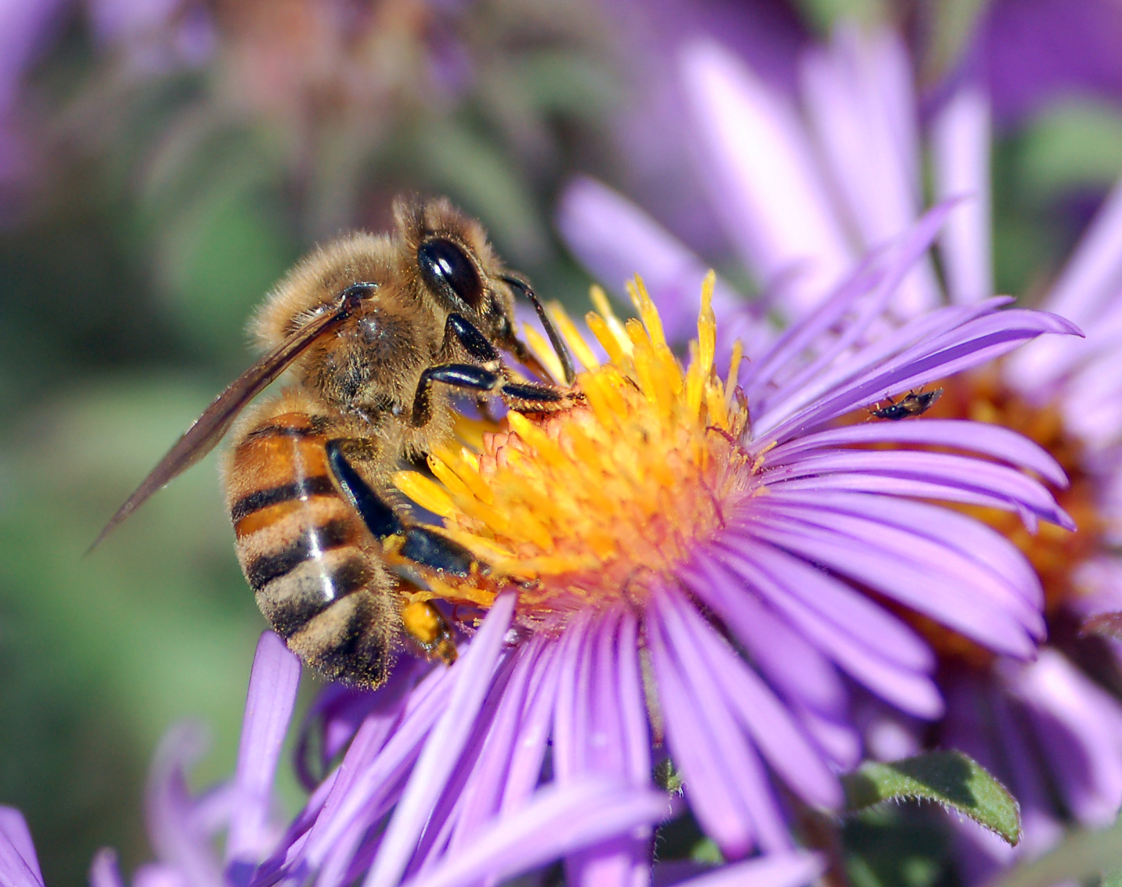 A European honey bee ( Apis mellifera ) extracts nectar from an Aster flower using its proboscis. Tiny hairs covering the bee's body maintain a slight electrostatic charge, causing pollen from the flower's anthers to stick to the bee, allowing for pollination when the bee moves on to another flower.
